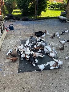 Beautiful Afghan Pigeons for Sale - Photo 6
