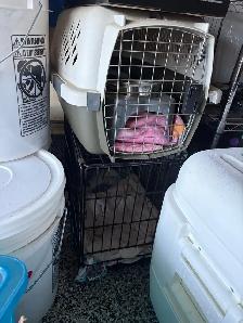 pet kennel and crate