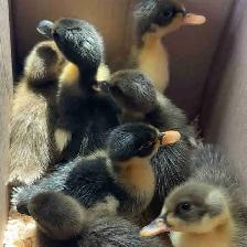 Ducklings Hatching NOW, Expecting ~22, Ready July 4th-5th