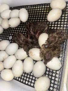 Ducklings Hatching NOW, Expecting ~22, Ready July 4th-5th - Photo 2
