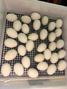 Ducklings Hatching NOW, Expecting ~22, Ready July 4th-5th - Photo 3