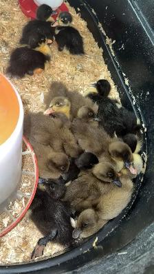 Ducklings Hatching NOW, Expecting ~22, Ready July 4th-5th - Photo 5