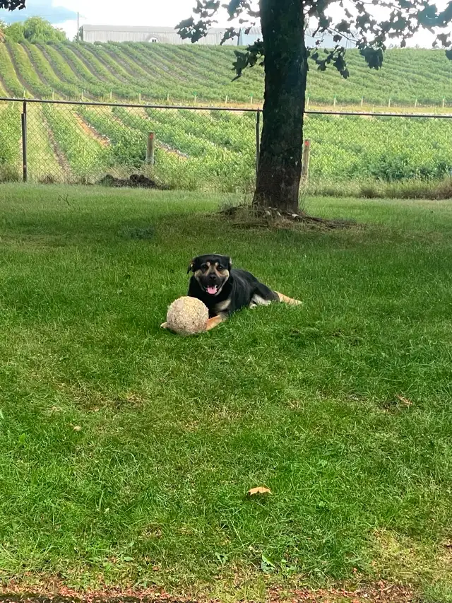 Amazing/Smart Stud Lab/Mastif/Shep Cross 2 year old