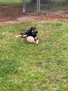 Amazing/Smart Stud Lab/Mastif/Shep Cross 2 year old - Photo 2