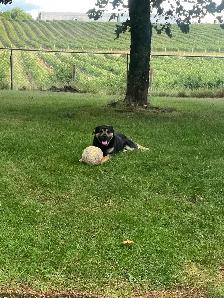 Amazing/Smart Stud Lab/Mastif/Shep Cross 2 year old - Photo 3