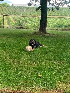 Amazing/Smart Stud Lab/Mastif/Shep Cross 2 year old - Photo 4