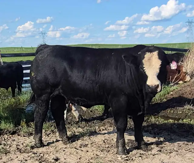 Fleckvieh FB &PB Simmental bulls Black/red polled FOR SALE