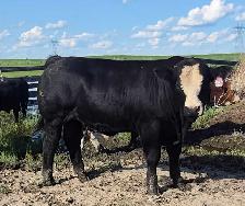 Fleckvieh FB &PB Simmental bulls Black/red polled FOR SALE