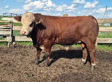 Fleckvieh FB &PB Simmental bulls Black/red polled FOR SALE - Photo 2