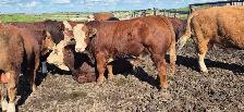 Fleckvieh FB &PB Simmental bulls Black/red polled FOR SALE - Photo 3