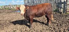 Fleckvieh FB &PB Simmental bulls Black/red polled FOR SALE - Photo 4