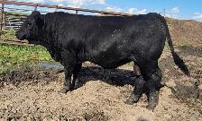 Fleckvieh FB &PB Simmental bulls Black/red polled FOR SALE - Photo 5