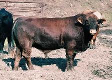 Fleckvieh FB &PB Simmental bulls Black/red polled FOR SALE - Photo 6