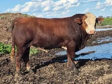 Fleckvieh FB &PB Simmental bulls Black/red polled FOR SALE - Photo 7