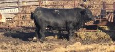 Fleckvieh FB &PB Simmental bulls Black/red polled FOR SALE - Photo 8