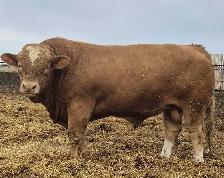 Fleckvieh FB &PB Simmental bulls Black/red polled FOR SALE - Photo 9
