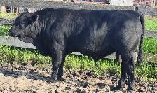 Fleckvieh FB &PB Simmental bulls Black/red polled FOR SALE - Photo 10