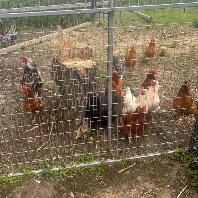 Laying Hens