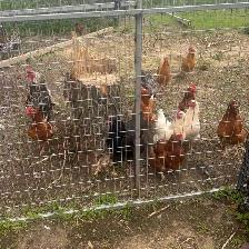 Laying Hens