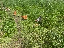 Laying Hens - Photo 2