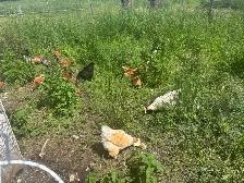 Laying Hens - Photo 3