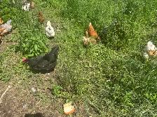 Laying Hens - Photo 4