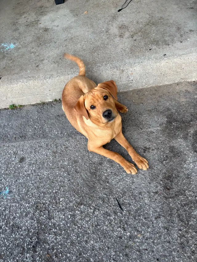 Chiot  presque 8 mois