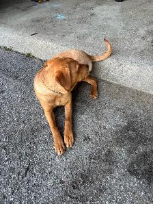 Chiot  presque 8 mois - Photo 2