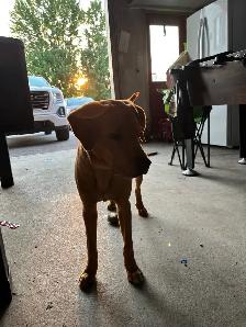 Chiot  presque 8 mois - Photo 3
