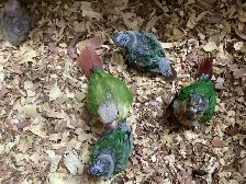 babies conure