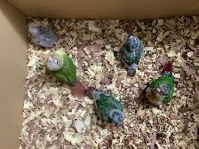 babies conure - Photo 2