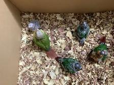 babies conure - Photo 3
