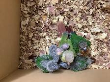 babies conure - Photo 4