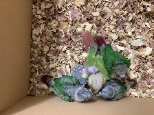 babies conure - Photo 5