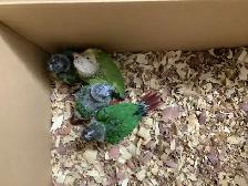 babies conure - Photo 6