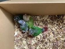 babies conure - Photo 7