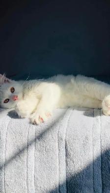 Siberian fluffy white kitten - Photo 2