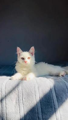 Siberian fluffy white kitten - Photo 5