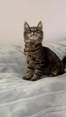 Siberian fluffy white kitten - Photo 8