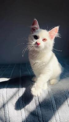Siberian male fluffy white kitten - Photo 3
