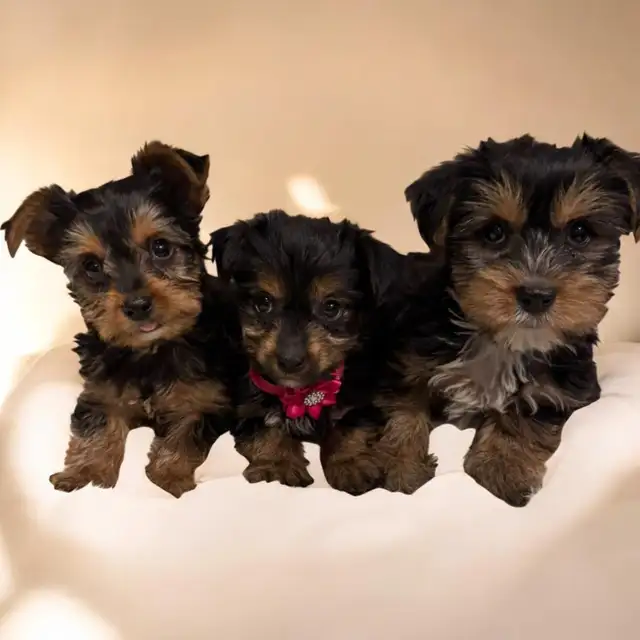 Beautiful yorkie puppies male and female $1600 each