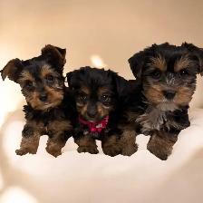 Beautiful yorkie puppies male and female $1600 each