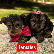 Beautiful yorkie puppies male and female $1600 each - Photo 2