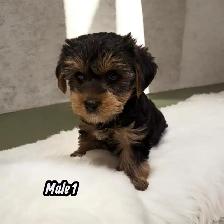 Beautiful yorkie puppies male and female $1600 each - Photo 3
