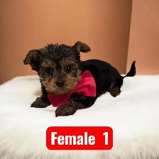 Beautiful yorkie puppies male and female $1600 each - Photo 4