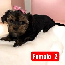 Beautiful yorkie puppies male and female $1600 each - Photo 6