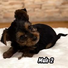 Beautiful yorkie puppies male and female $1600 each - Photo 7