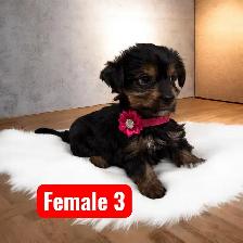 Beautiful yorkie puppies male and female $1600 each - Photo 8