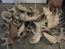 Paying Cash for Naturally Shed Antlers