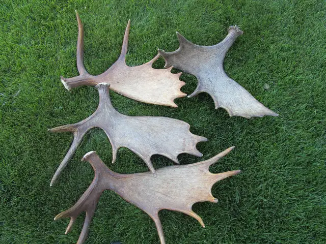 Paying Cash for Naturally Shed Antlers